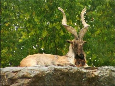 捻角山羊:最具神兽范的羊,为了爱情可以连命都不要