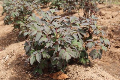 ​牡丹花如何进行分株繁殖