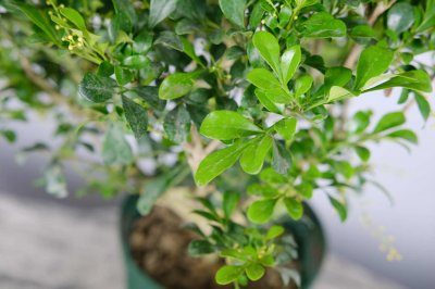 ​米兰花怎么修剪造型，几月份修剪