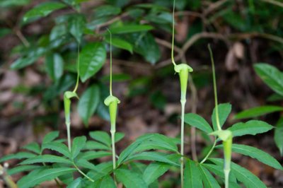 ​天南星的功效与作用