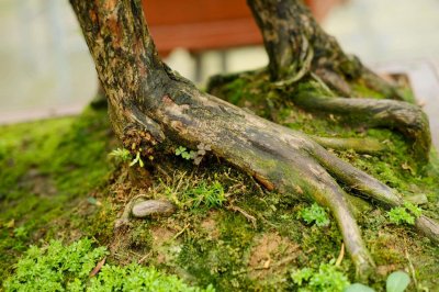 ​怎么给罗汉松换盆