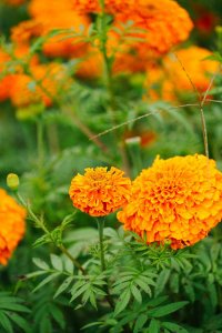 ​万寿菊的功效与作用