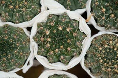 ​仙人球怎么施肥才正确