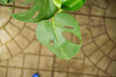 ​怎么让龟背竹叶子开裂，枯叶怎么处理