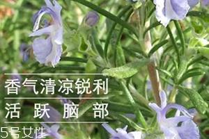 迷迭香精油怎么用？迷迭香精油使用注意事项