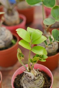 ​金钱树如何养殖