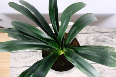 ​君子兰可以浇啤酒吗