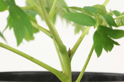 ​牡丹花图片（形态特征和养护方法简介）