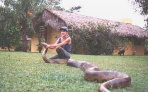 盘点捕获到世界上最大的蟒蛇, 巨蟒令人害怕!