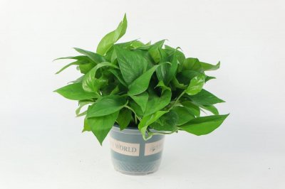 ​水培绿萝能用淘米水吗，淘米水浇花要发酵几天？