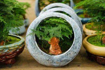 ​文竹为什么长藤