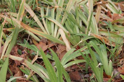 ​鸢尾这样施肥，爱开花叶还壮！
