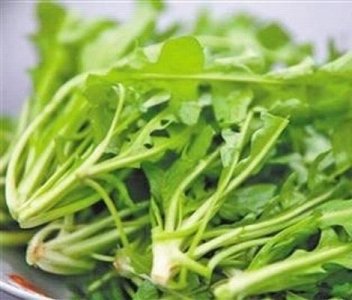 ​长在农村以前用来喂猪的“地米菜”你吃过吗？