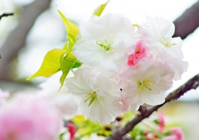 ​滴不尽相思血泪抛红豆，开不完春柳春花满画楼。