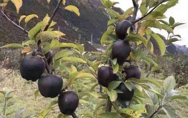 黑色的苹果你见过没有? 感觉就像中了毒一样, 价格却不便宜!