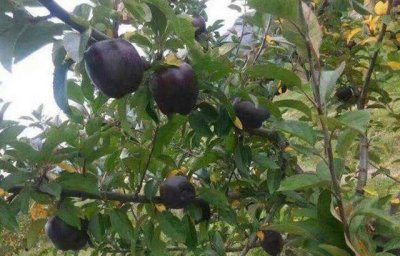 ​黑色的苹果你见过没有? 感觉就像中了毒一样, 价格却不便宜!