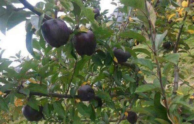 黑色的苹果你见过没有? 感觉就像中了毒一样, 价格却不便宜!