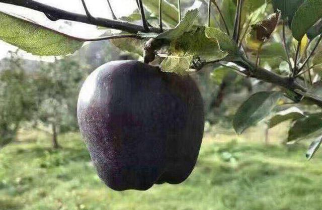 黑色的苹果你见过没有? 感觉就像中了毒一样, 价格却不便宜!