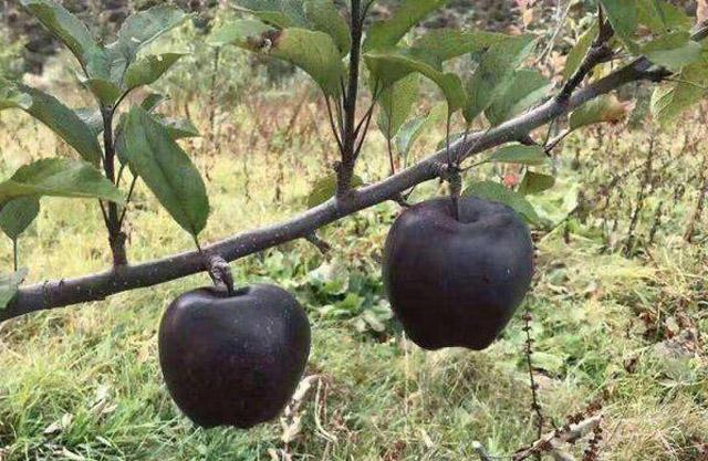 黑色的苹果你见过没有? 感觉就像中了毒一样, 价格却不便宜!