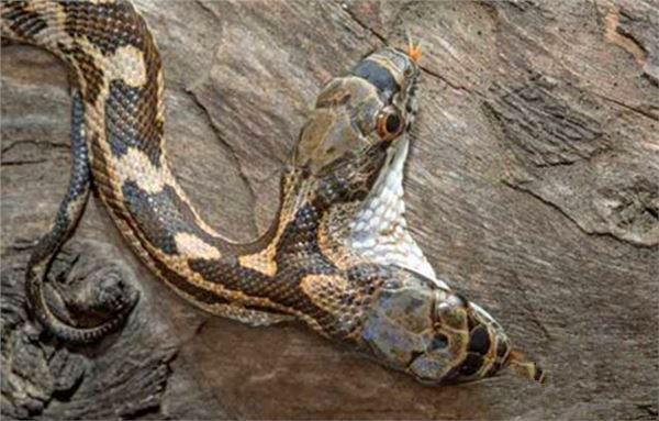 罕见双头蛇，其恐怖模样让人倒吸一口凉气