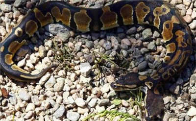 ​罕见双头蛇，其恐怖模样让人倒吸一口凉气