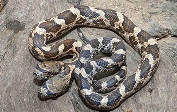 罕见双头蛇，其恐怖模样让人倒吸一口凉气