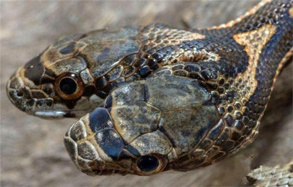 罕见双头蛇，其恐怖模样让人倒吸一口凉气