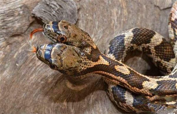 罕见双头蛇，其恐怖模样让人倒吸一口凉气