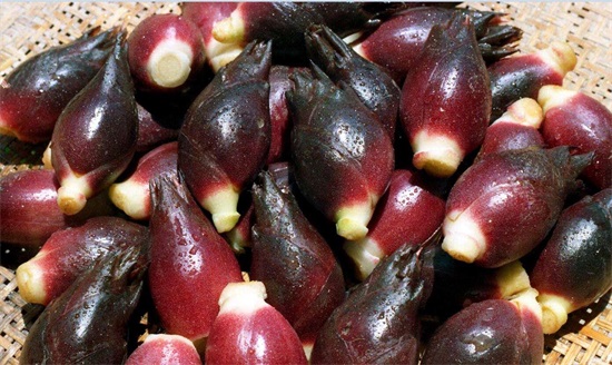 小时候吃阳荷吃到腻,山上到处都是,如今几十元一斤城里人抢着要