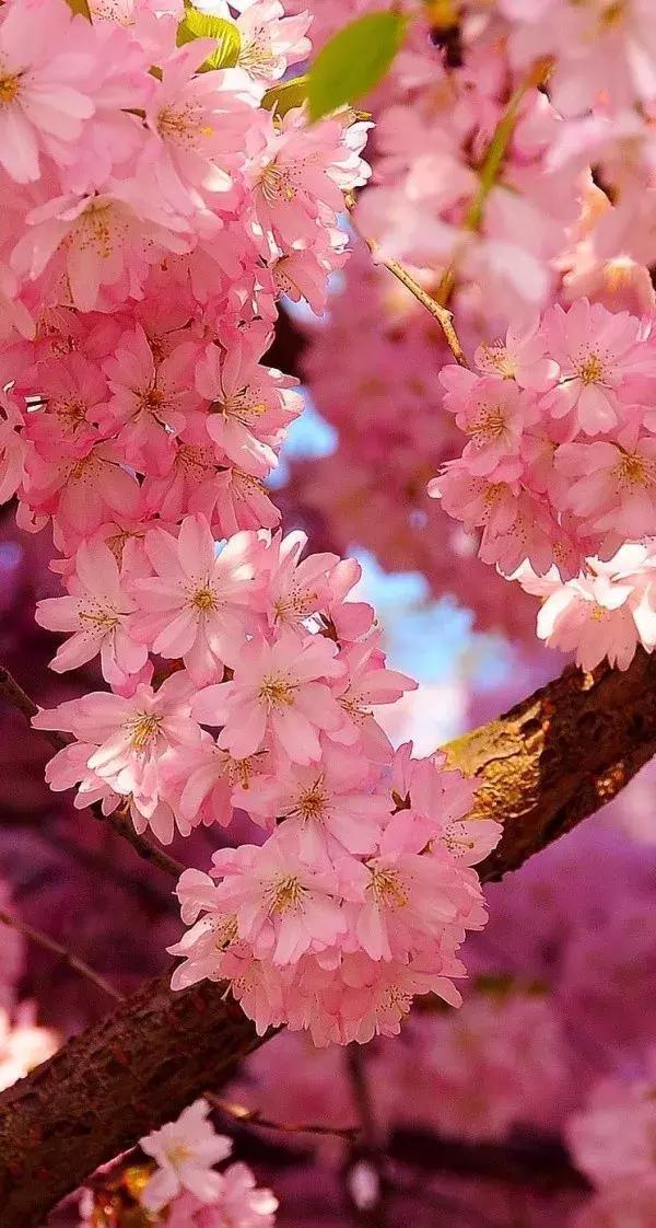 小清新唯美图片女生伤感