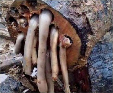 ​小伙去国外尝试了一种美味菌类，但是样子和由来有点恶心！