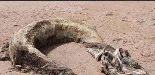 极有可能存在的几大海怪, 海底下的诡影充满未知