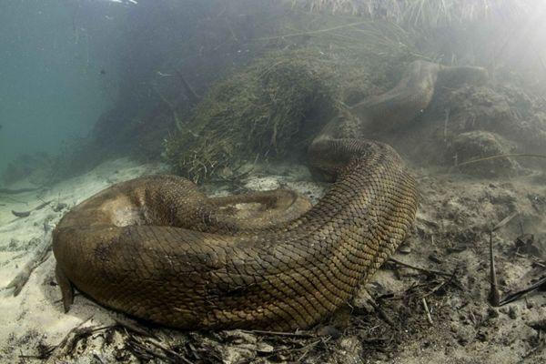 摄影师惊魂相册:零距离跟拍“水下蛟龙”,一口能吞下大活人!