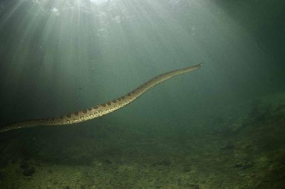 ​摄影师惊魂相册：零距离跟拍“水下蛟龙”，一口能吞下大活人!