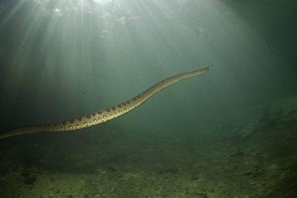 摄影师惊魂相册:零距离跟拍“水下蛟龙”,一口能吞下大活人!