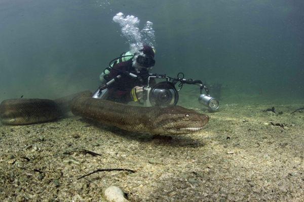 摄影师惊魂相册:零距离跟拍“水下蛟龙”,一口能吞下大活人!