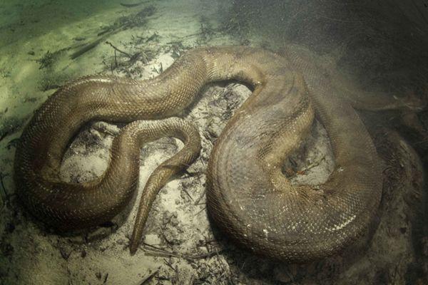 摄影师惊魂相册:零距离跟拍“水下蛟龙”,一口能吞下大活人!