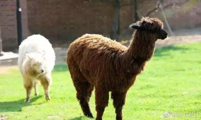 给你和孩子介绍一下:北京周边既有情调又凉快景美的地儿