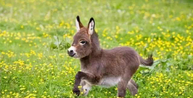 澳洲“迷你驴”火了！温顺聪明超可爱，成小朋友最佳陪伴宠！