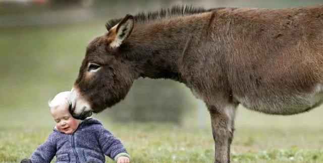 澳洲“迷你驴”火了！温顺聪明超可爱，成小朋友最佳陪伴宠！