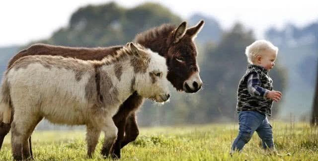 澳洲“迷你驴”火了！温顺聪明超可爱，成小朋友最佳陪伴宠！
