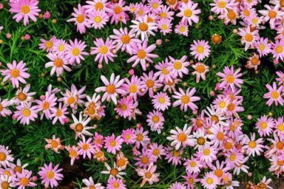 ​喜欢观花，就养木春菊，花开爆盆，只见花不见叶