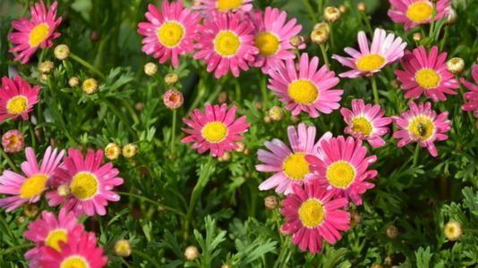 喜欢观花,就养木春菊,花开爆盆,只见花不见叶