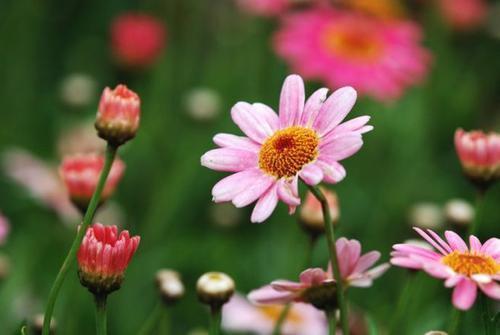 喜欢观花,就养木春菊,花开爆盆,只见花不见叶