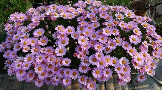 喜欢观花,就养木春菊,花开爆盆,只见花不见叶