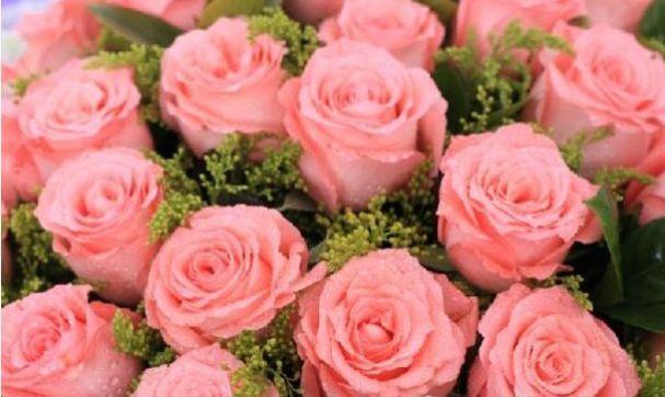 “高档玫瑰”戴安娜,梦幻粉嫩,寓意唯美爱情,可以说是盆栽首选