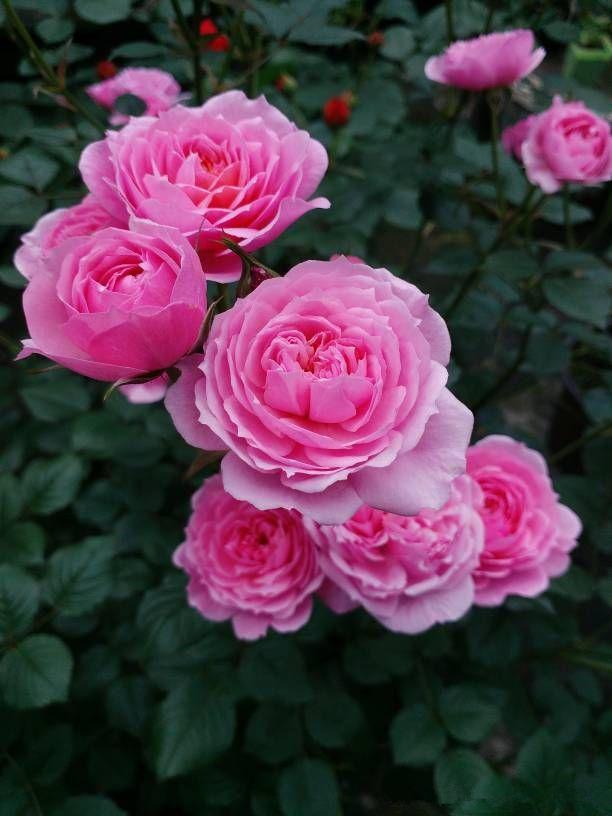 “高档玫瑰”戴安娜,梦幻粉嫩,寓意唯美爱情,可以说是盆栽首选