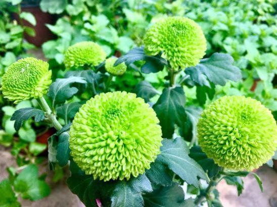 “高档玫瑰”戴安娜,梦幻粉嫩,寓意唯美爱情,可以说是盆栽首选