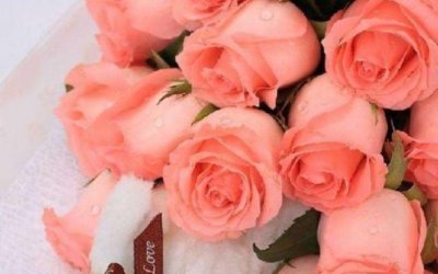 ​“高档玫瑰”戴安娜，梦幻粉嫩，寓意唯美爱情，可以说是盆栽首选