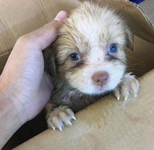 可怜小奶狗被丢弃雨中,坐地上哀嚎地撕心裂肺!好心姑娘太棒了!